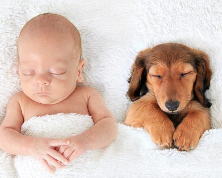 Köpeklerin Bebekler İçin En İyi Uyku Arkadaşı Olduğunun Kanıtı 38 Tatlı Fotoğraf