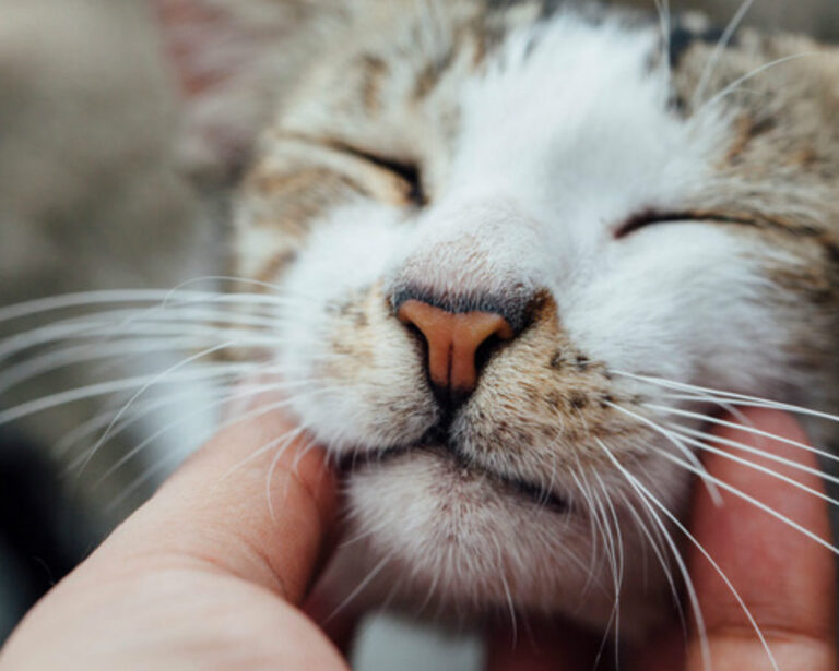 Sadece Kedisine Aşık İnsanların Anlayabileceği 16 Harika Durum