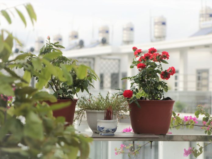 Bahçe/Balkon İçin Kolay Yetiştirilen Bitkiler: Yeni Başlayanlara Özel Pratik Rehber